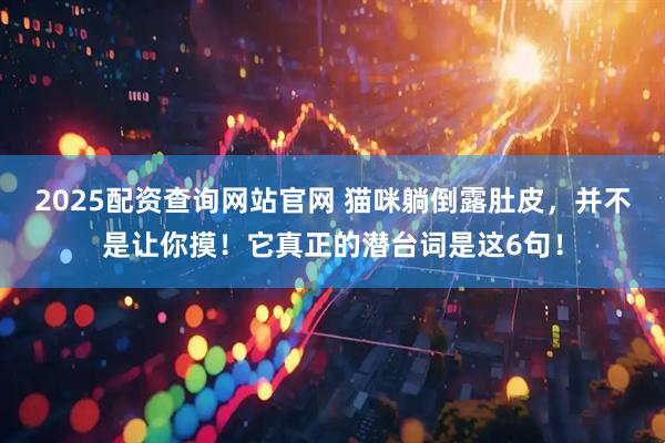2025配资查询网站官网 猫咪躺倒露肚皮，并不是让你摸！它真正的潜台词是这6句！