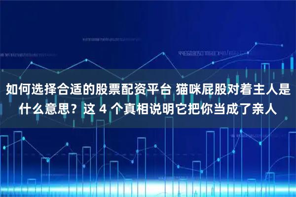 如何选择合适的股票配资平台 猫咪屁股对着主人是什么意思？这 4 个真相说明它把你当成了亲人